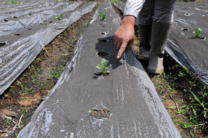 Lahan Pertanian Terdampak Hujan Abu Gunung Kerinci