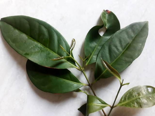 5 Cara Manfaat Mengkonsumsi Daun Salam untuk Kesehatan 5 Cara Manfaat Mengkonsumsi Daun Salam untuk Kesehatan