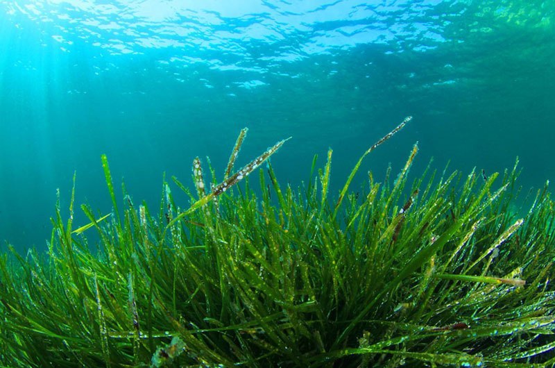 Spriulina juga bisa disimpan dan dibuat menjadi bubuk yang kemudian ditambahkan ke minuman atau makanan. (Foto Ilustrasi: Ist)