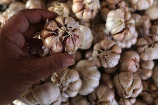 Warga DKI Kesal Harga Bawang Putih Masih Mahal