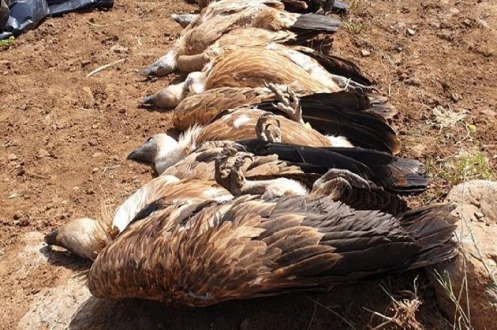 Populasi burung pemakan bangkai di Dataran Tinggi Golan merosot sejak 20 tahun terakhir. (Foto: ISRAEL NATURE AND PARKS AUTHORITY)