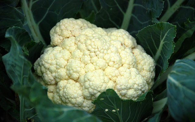 Kedelai dan Gandum, Makanan yang Memperburuk Tiroid