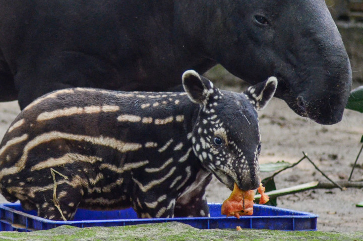 Koleksi Tapir di Kebun Binatang Bandung Bertambah