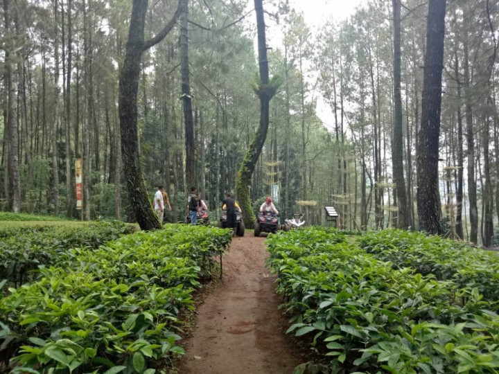 Hutan Pinus Cibeureum, Oase di Sela Kemacetan Kawasan Puncak