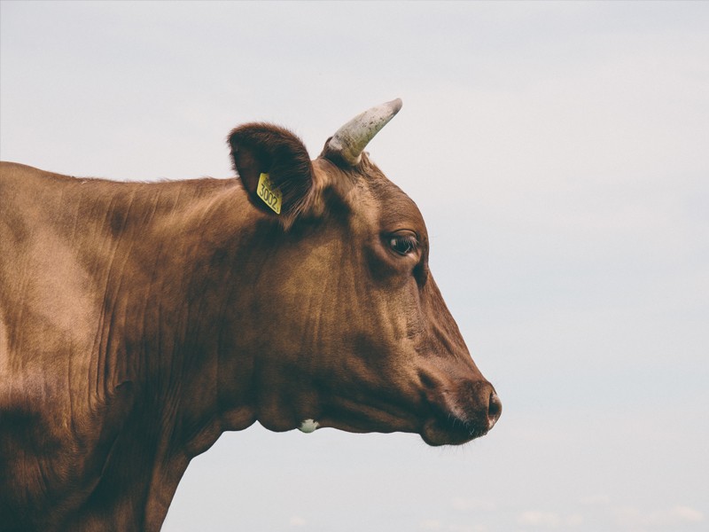 Lima Sapi di Gunungkidul Positif Antraks