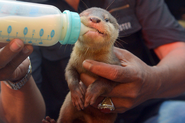Bandara Ngurah Rai Gagalkan Penyelundupan Berang-berang