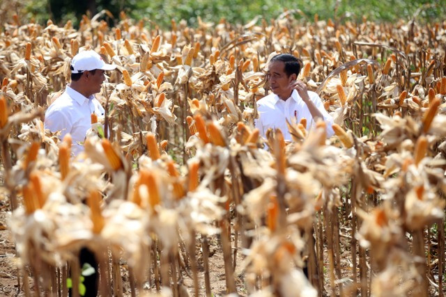 Indonesia Sukses Menyejahterakan Petani Jagung