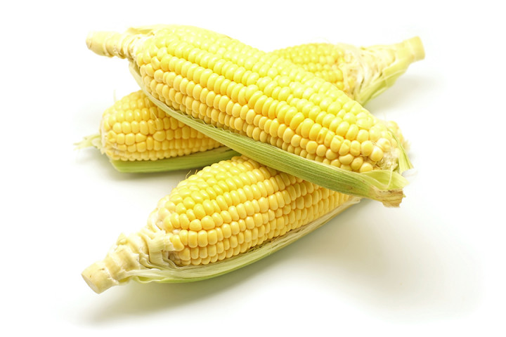 Ulat Tentara Serang Tanaman Jagung di Sumut