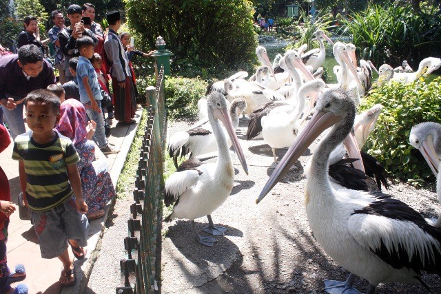 Tiket Masuk Ragunan Tak Berubah