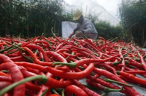 Harga Cabai di Bekasi Semakin Pedas