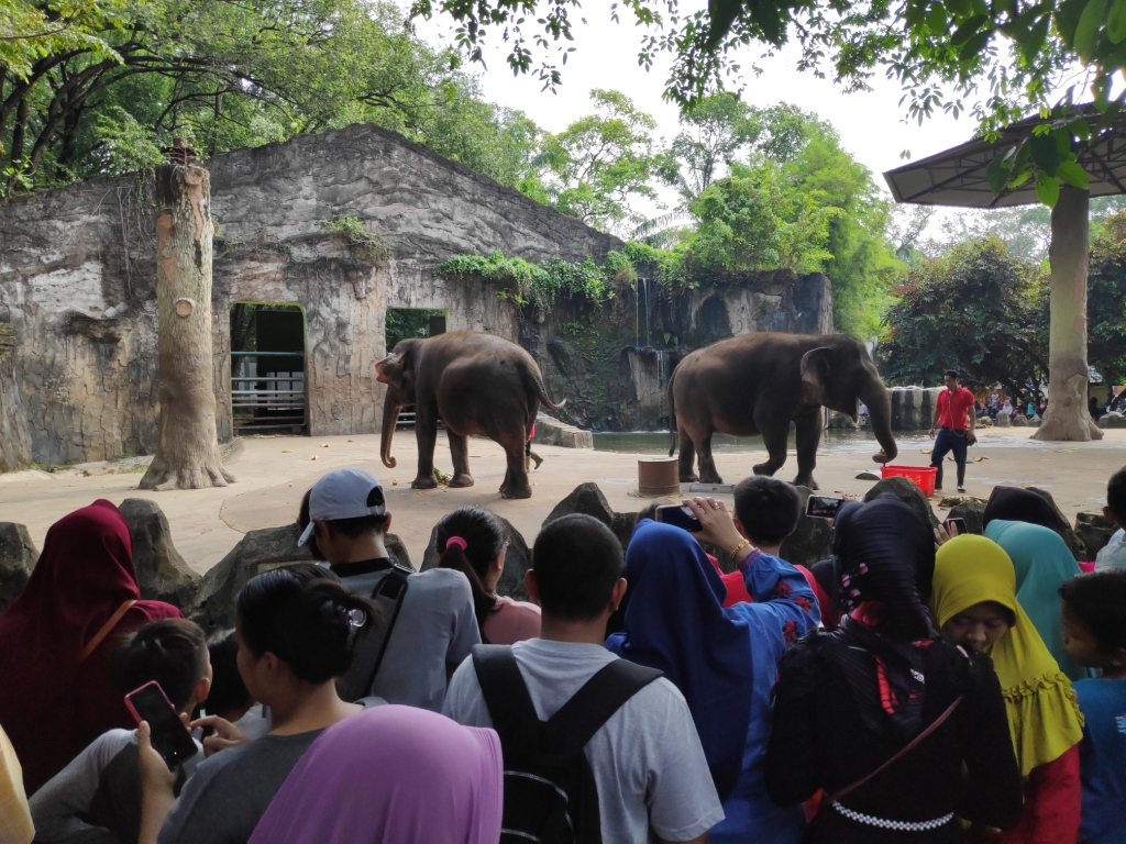 Gajah Sumatra Kebun Binatang Ragunan beratraksi. Foto: Medcom.id/Faisal Abdalla.