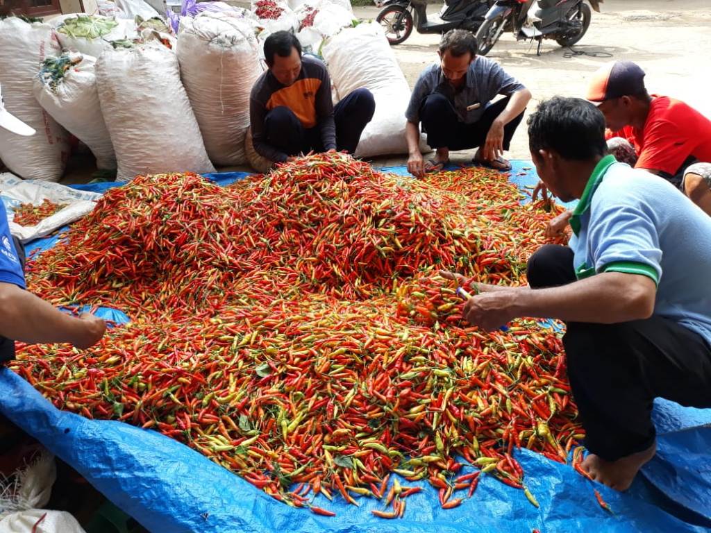 Ilustrasi. (FOTO: dok Kementan)