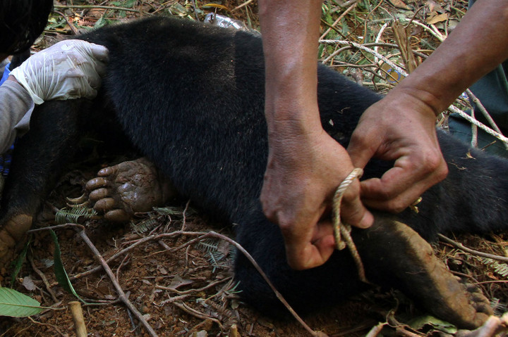 Dua Beruang Terkena Jerat Babi Dievakuasi