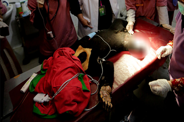 Beruang Madu Korban Jerat Babi Diobati