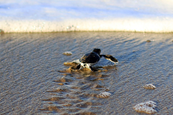 Melihat Wisata Edukasi Konservasi Penyu di Merubetiri