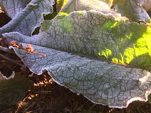 Fenomena Embun Upas Muncul di Kawasan Semeru