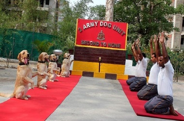 Kawanan Anjing di India Ikut Rayakan Hari Yoga