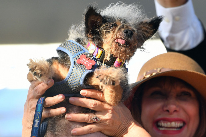 Scamp Terpilih Menjadi Anjing Terjelek Dunia