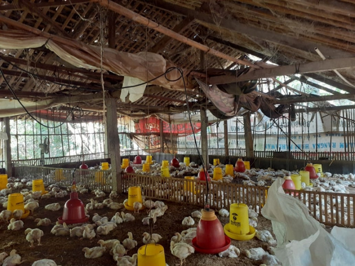 Peternak Ayam Menanti Solusi Pemerintah