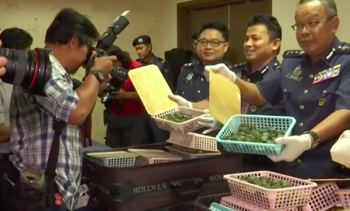 5.000 Kura-kura Disita di Bandara Malaysia