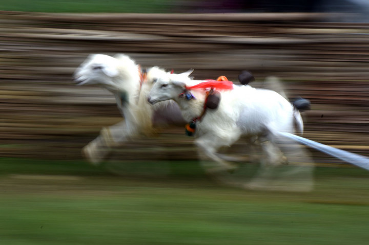Melestarikan Tradisi Karapan Kambing