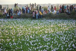 Kolam Berisi Eceng Gondok Berbunga Jadi Spot Swafoto