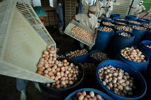 1,3 Juta Butir Telur Ayam Siap Tetas Dimusnahkan