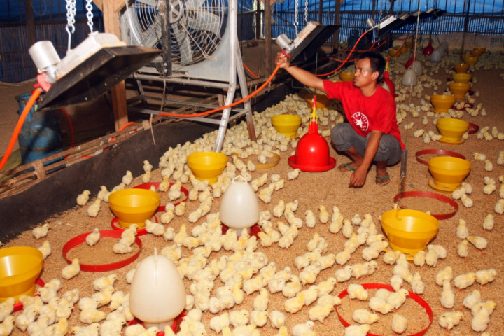 Kemendag Serap Ayam Peternak untuk Naikkan Harga