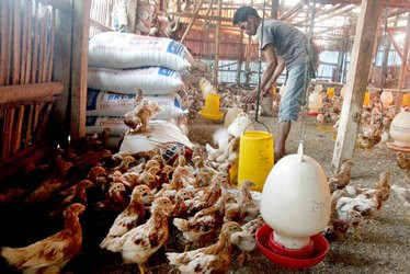 Dinas Perdagangan Jateng Klaim Harga Ayam Ras Membaik