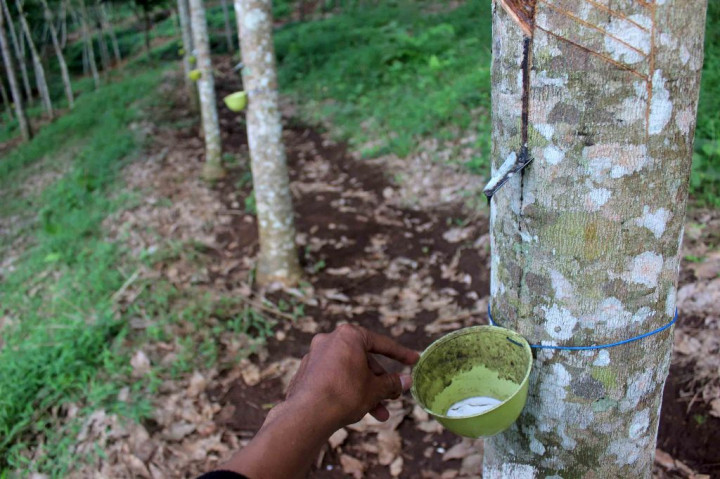 Pemerintah Proyeksikan Peremajaan Kebun Karet hingga 700 Ribu Ha