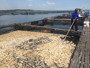 Ratusan Ton Ikan di Boyolali dan Sragen Mati Mendadak