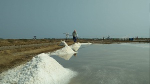 Garam Petani Cirebon Dihargai Rp300/Kg