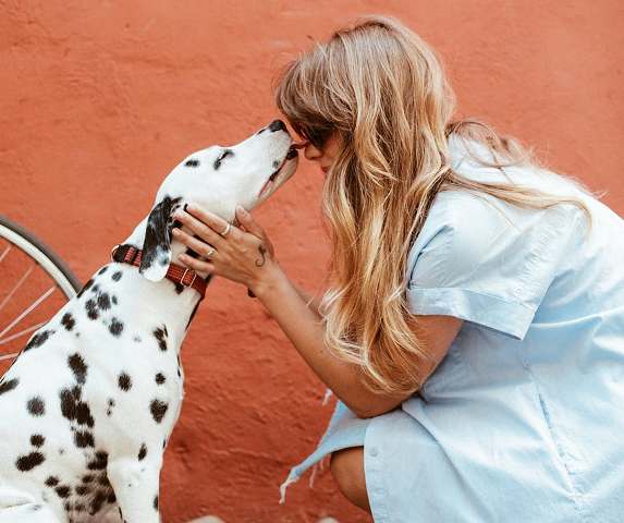 Kesalahan Pemilik Hewan Peliharaan