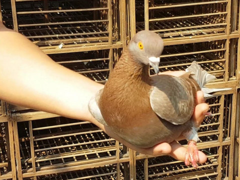 Jayabaya Burung Dara Rp1 Miliar