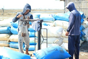 Pemerintah Diminta Segera Tetapkan Harga Garam