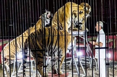 Pawang Tewas Diserang Empat Harimau Sirkus di Italia