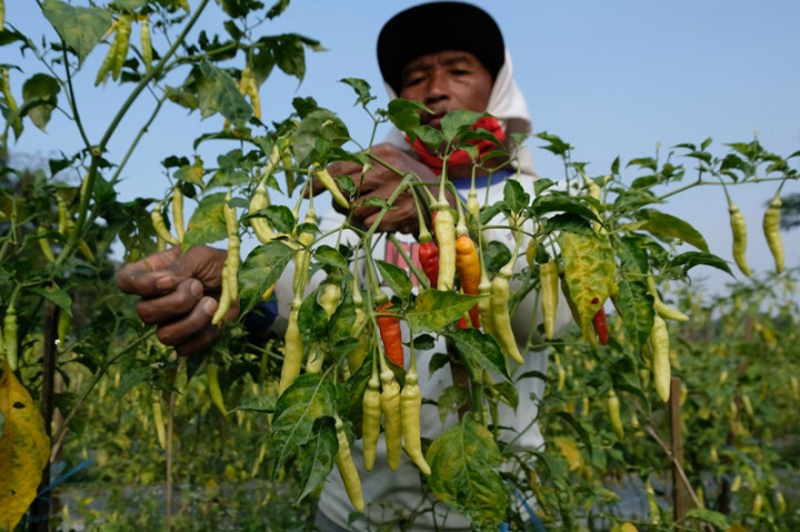 Harga Cabai di Banyumas Melonjak karena Kemarau