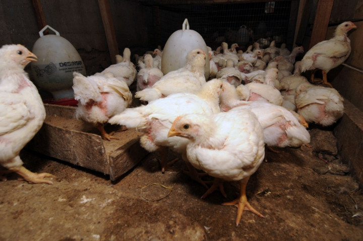 Peternak Bantah Ada Impor Bibit Ayam