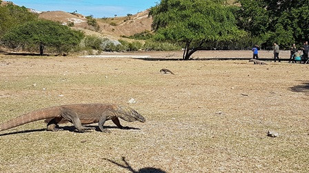 Jokowi Ingin Pulau Komodo Lebih Eksklusif