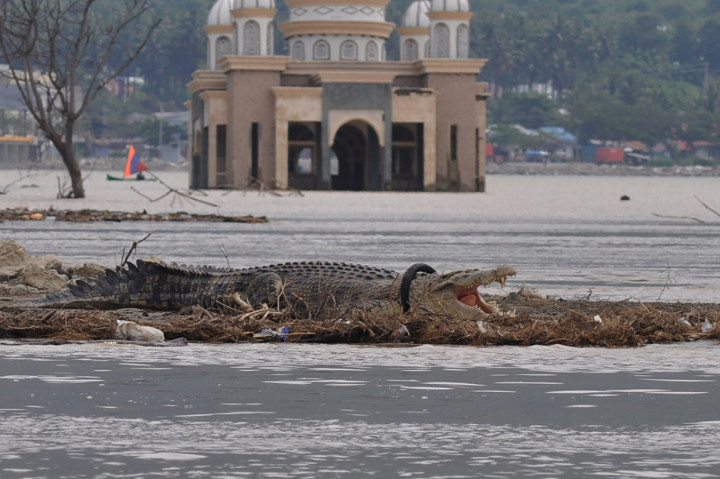 Buaya Berkalung Ban Kembali Muncul di Muara Sungai Palu