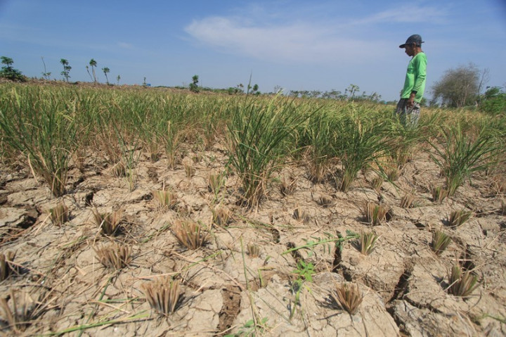 Wilayah Cirebon Berpotensi Kekeringan Ekstrem