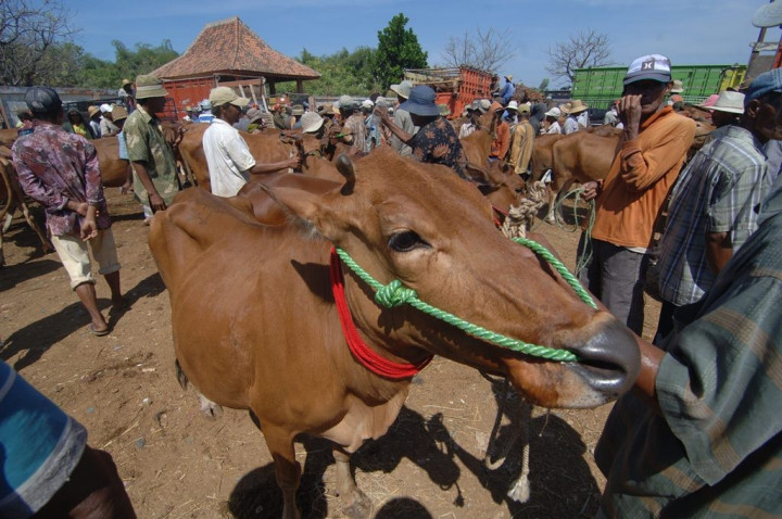 Tanah Datar Siapkan Sapi Kurban Untuk Jokowi