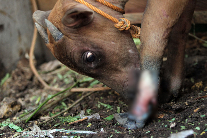 Perawatan Anoa Terkena Jerat Tali