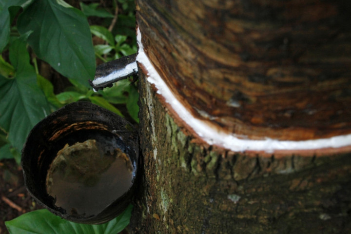 Penyakit Karet Mewabah Akibat Gonjang-ganjing Harga
