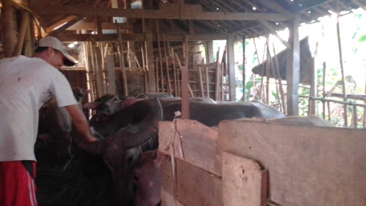 'Hotel Kerbau' di Jepara Penuh Jelang Iduladha