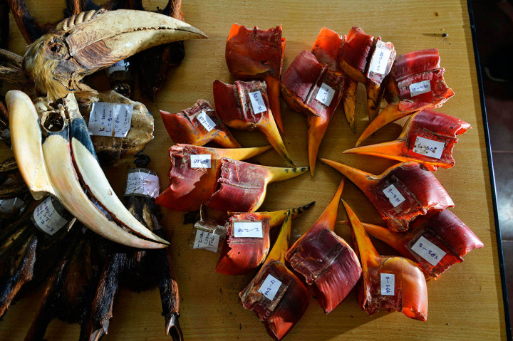 Puluhan Tanduk Kijang Mutjak dan Cula Rangkong Gading Disita