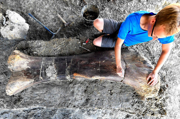 Tulang Paha Dinosaurus Raksasa Ditemukan di Prancis
