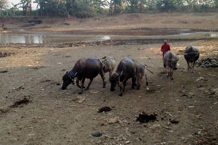 Permintaan Kerbau Meningkat Jelang Iduladha