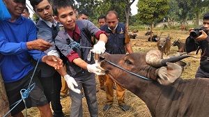 Hewan Kurban Sesuai Syariat di Tangsel Diberi Sertifikat