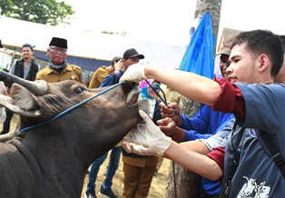 Anies Bagikan Sertifikat ke 1.110 Petugas Potong Hewan Kurban